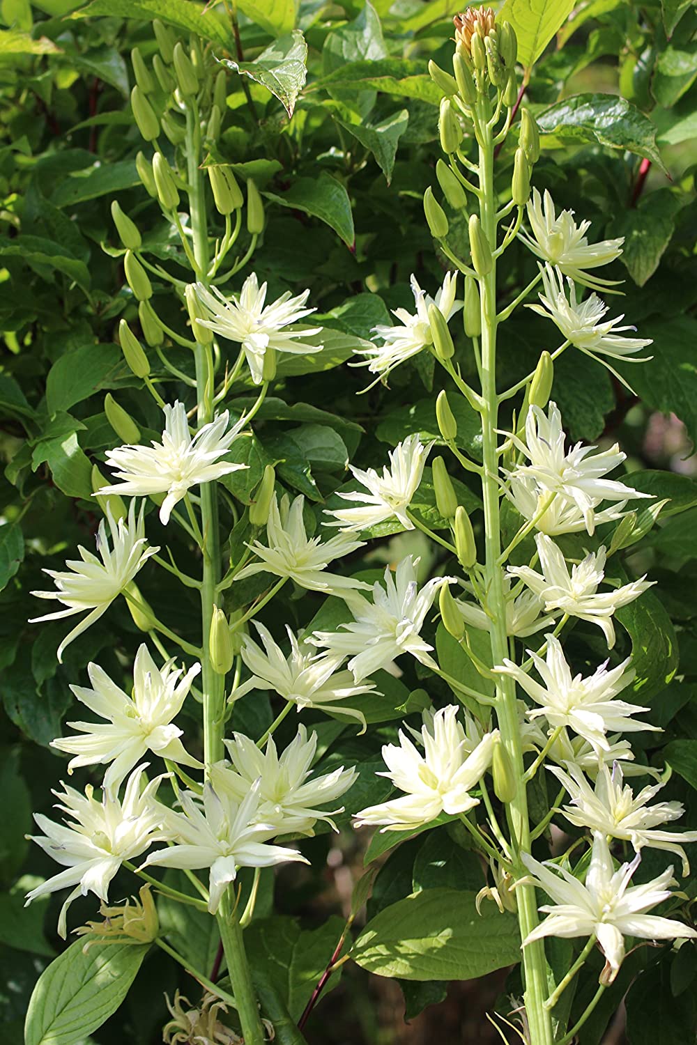 Camassia leichtlinii 'Semiplena'